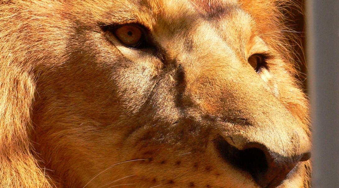 A close up image of a male lion's face in Southern Africa