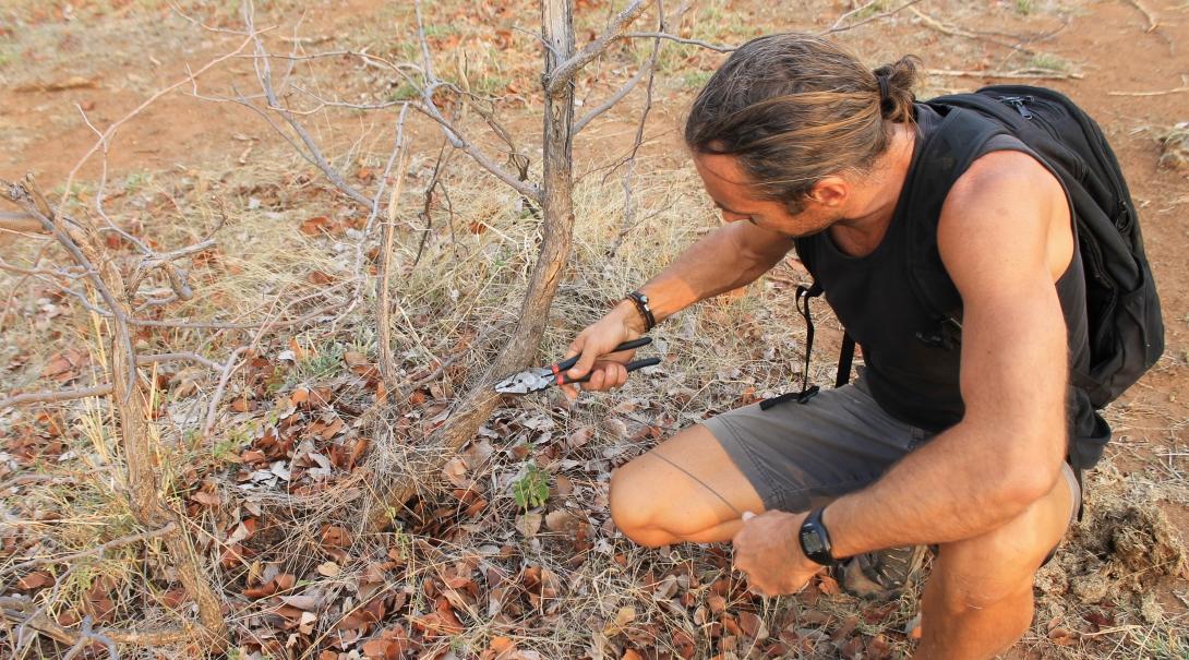 A Conservation volunteer removes a poaching snare while volunteering abroad.