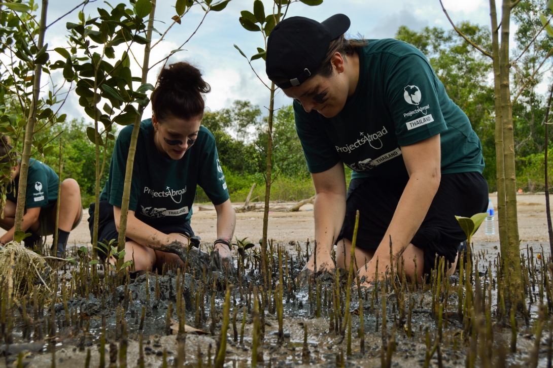 Conservation volunteers transplanting mangroves in Thailand in their High School Specials.