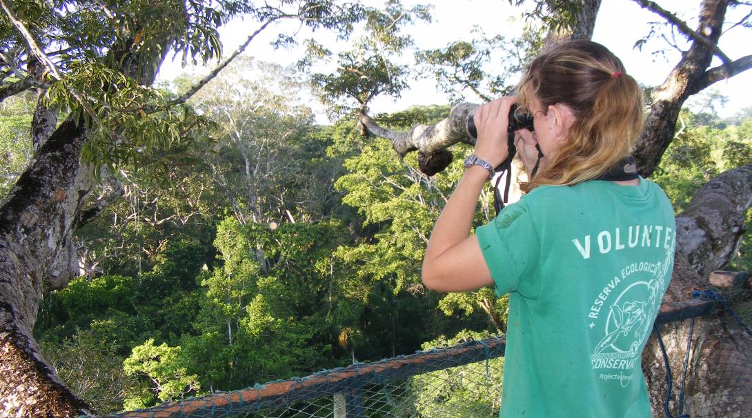 A Conservation volunteer searching for birds at the top of a canopy platform in Peru