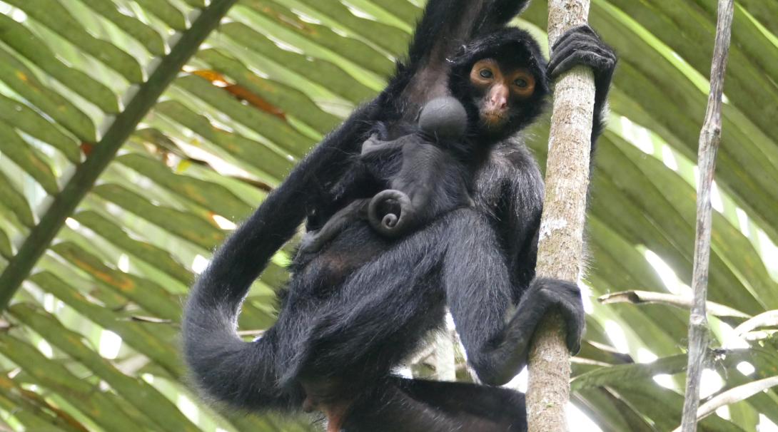 A newly released Peruvian spider monkey with her newborn baby in the Amazon Rainforest