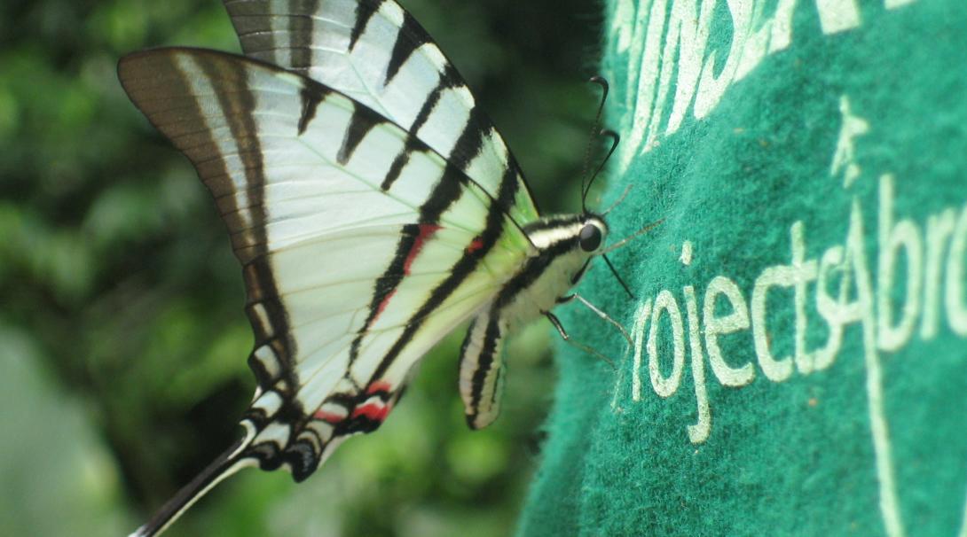 A butterfly lands on the back of a Conservation volunteer in Peru