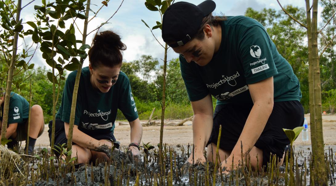 Conservation volunteers carefully dig up mangrove roots