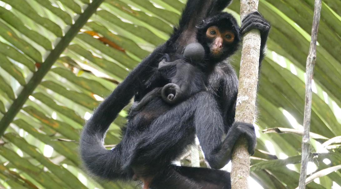 A newly released Peruvian spider monkey with her newborn baby in the Amazon Rainforest