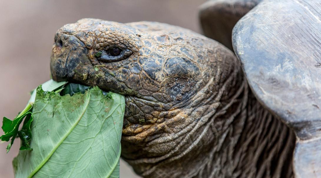 A tortoise eating in Ecuador
