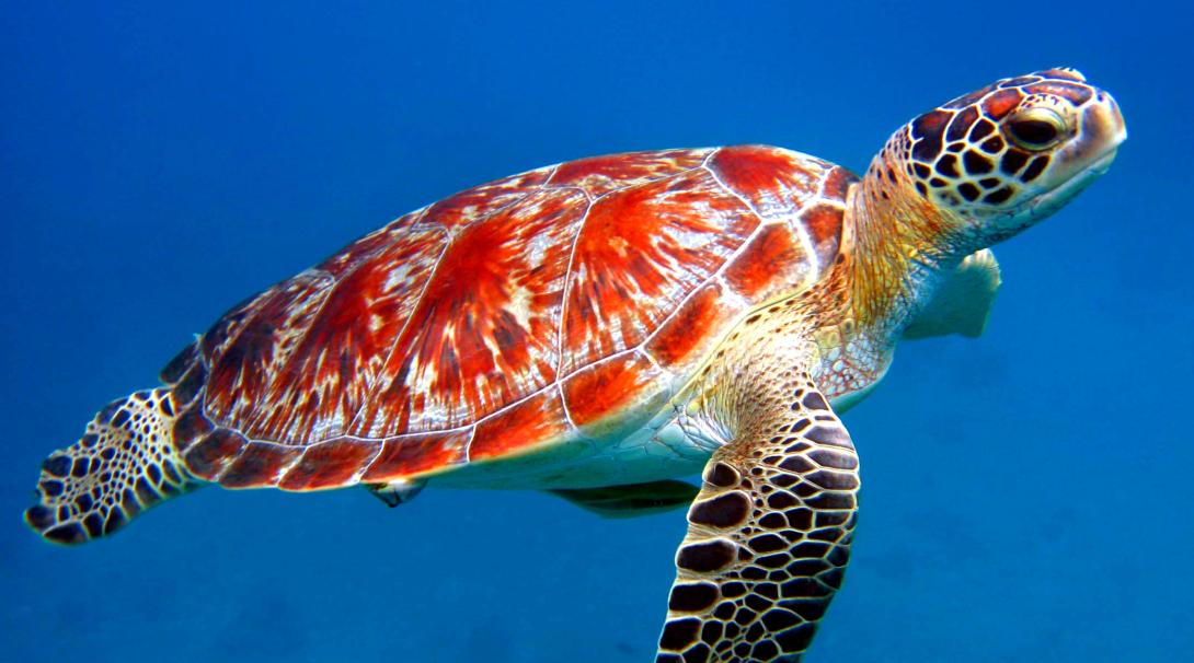 Beautiful sea turtle gliding through water