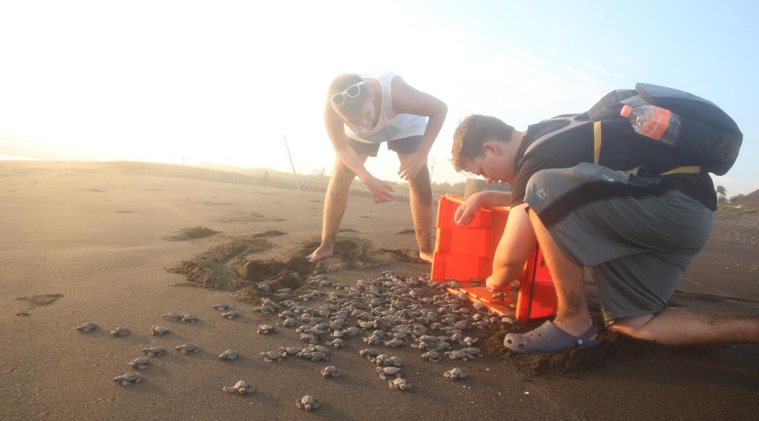 Volunteers releasing turtle hatchlings at our turtle volunteer programmes overseas