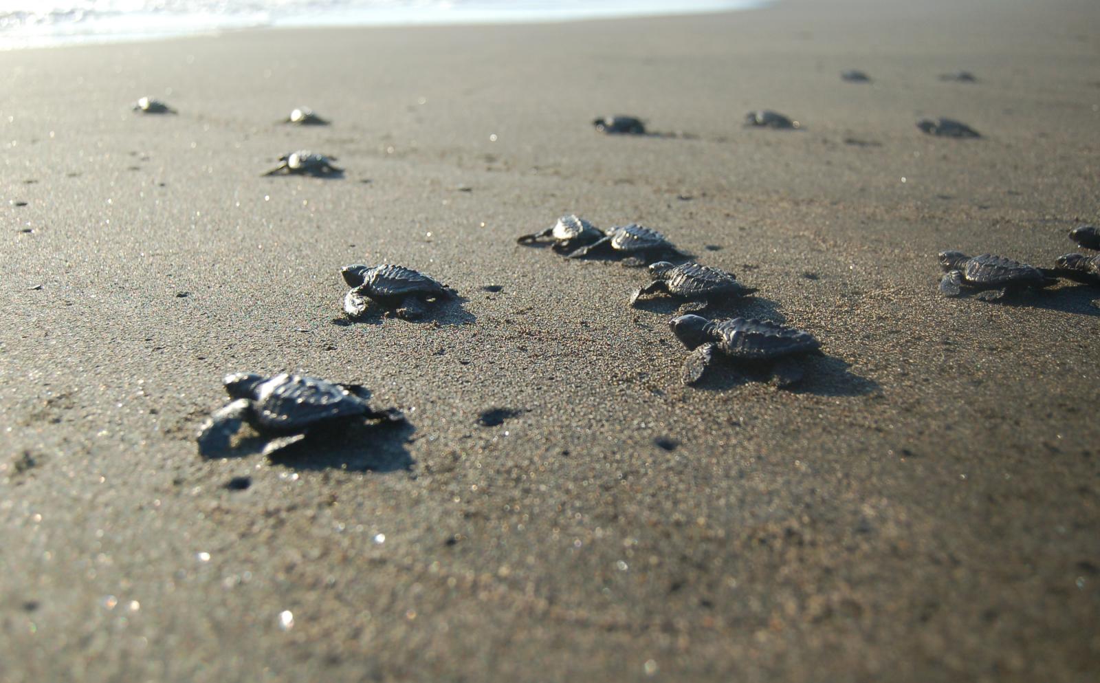 Baby turtles on the beach on their way into the ocean at our project for turtle Conservation in Mexico