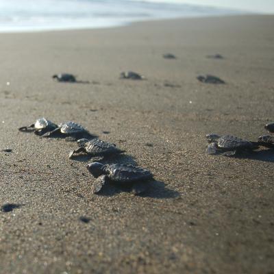 Baby turtles on the beach on their way into the ocean at our project for turtle Conservation in Mexico