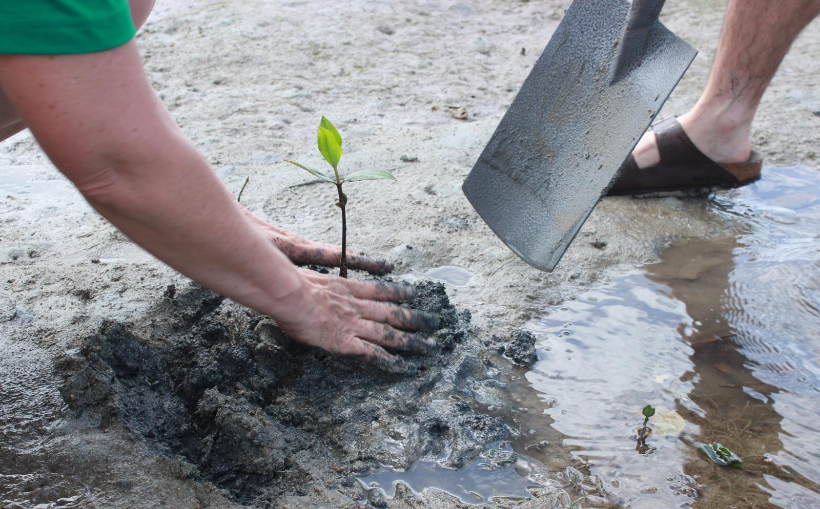 Conservation volunteer replants a mangrove propagule in Fiji