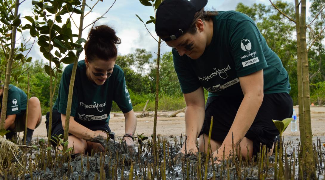 Conservation volunteers replant mangroves in Thailand