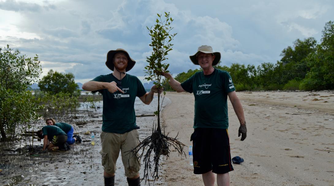 Conservation volunteers holding a full grown mangrove in Thailand