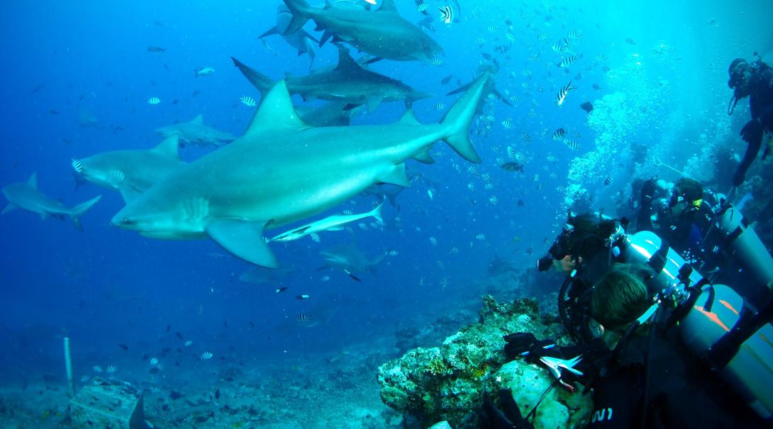 Shark Conservation volunteers and staff help with a survey dive off the coast of Fiji during their shark conservation project overseas