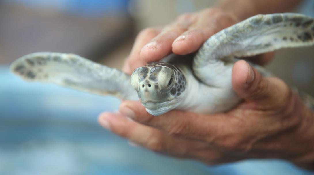 A baby sea turtle is help by a volunteer while the tanks are being cleaned in Mexico
