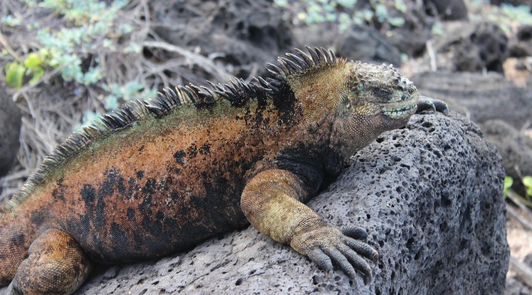 A marine iguana lies on a rock on the Galapagos Islands in Ecuador