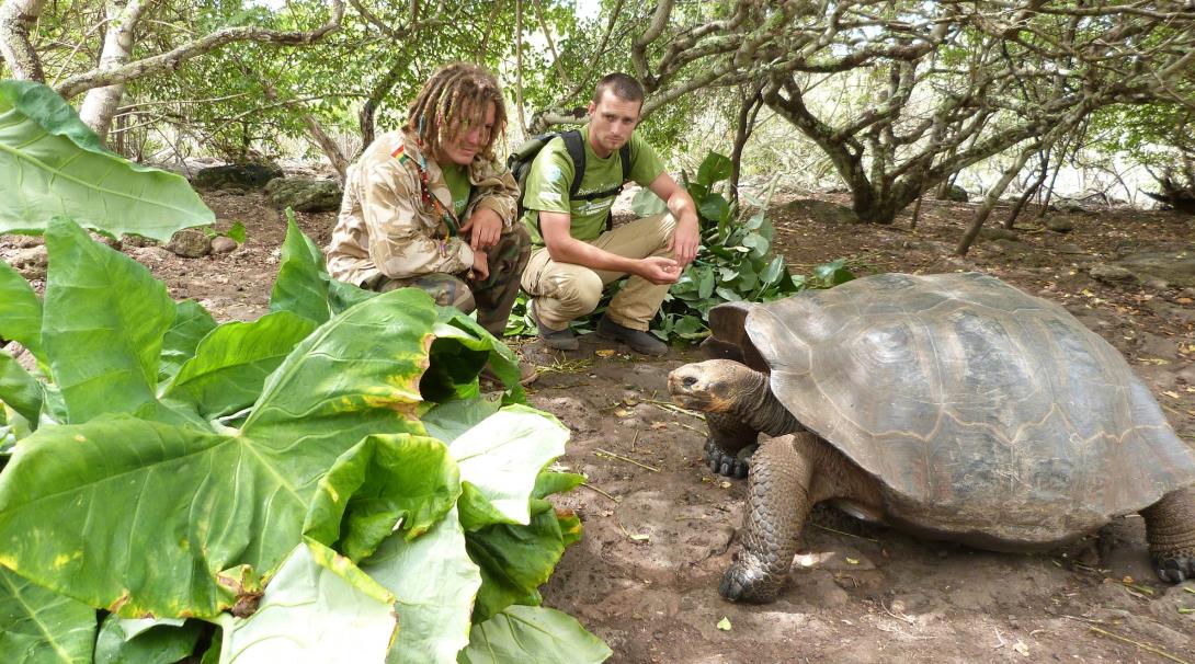 Tortoises get fed as part of conservation efforts in Ecuador.