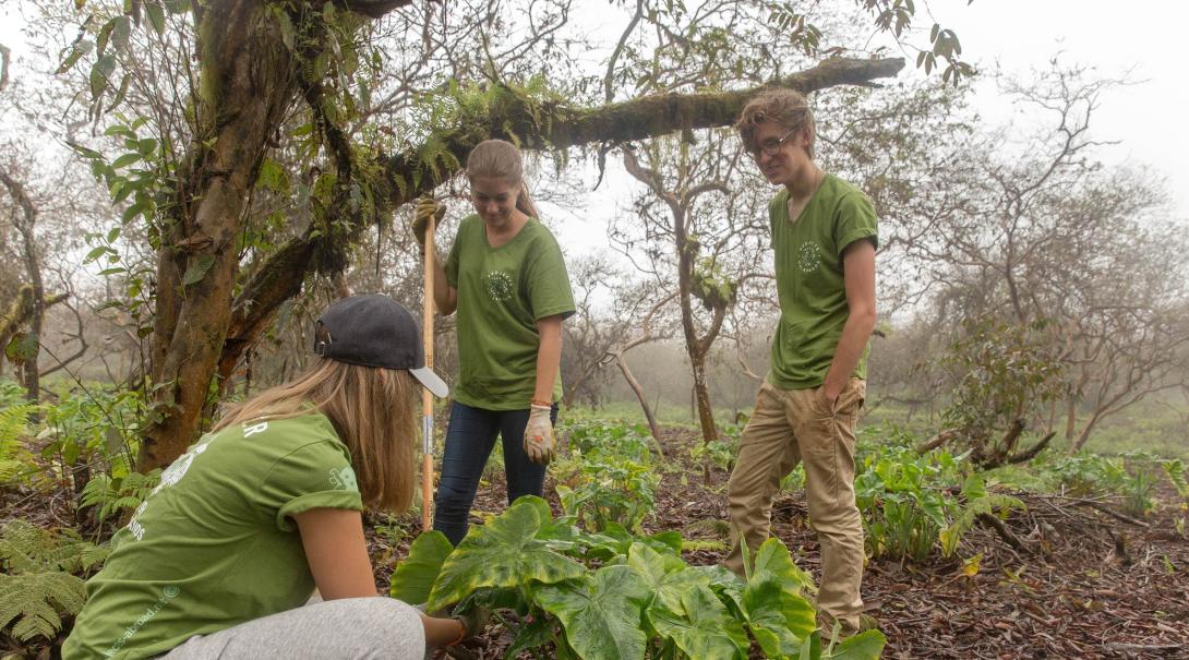 Projects Abroad volunteers remove invasive plant species as part of their volunteer work in Ecuador.
