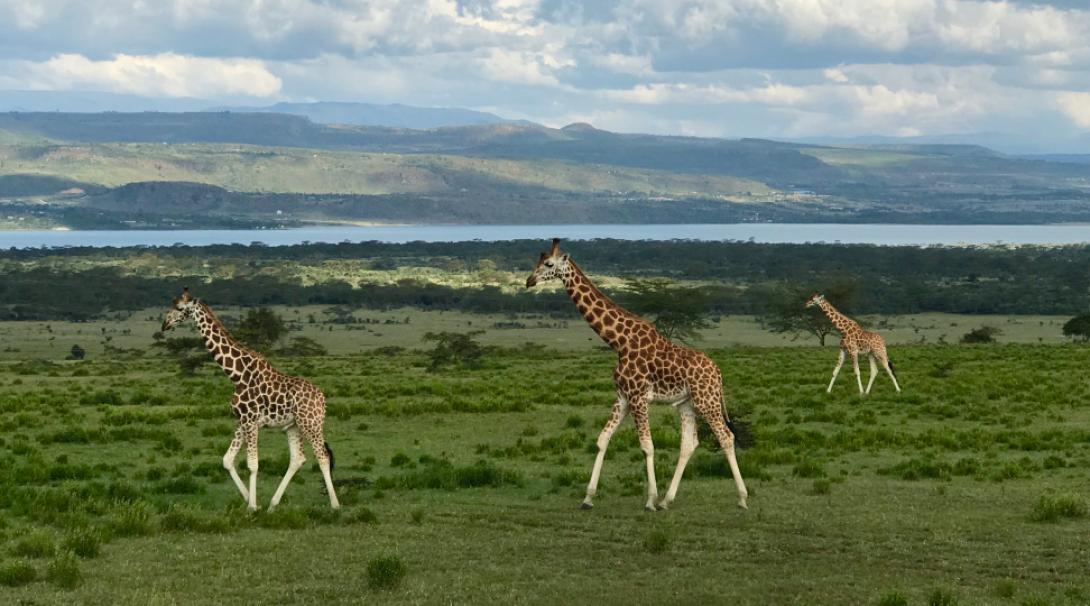 Rothschild giraffes spotted during a safari drive in Kenya