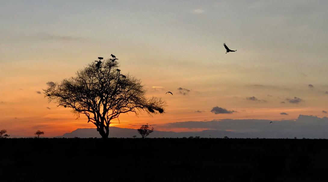 A sunset seen by a family volunteering in Kenya