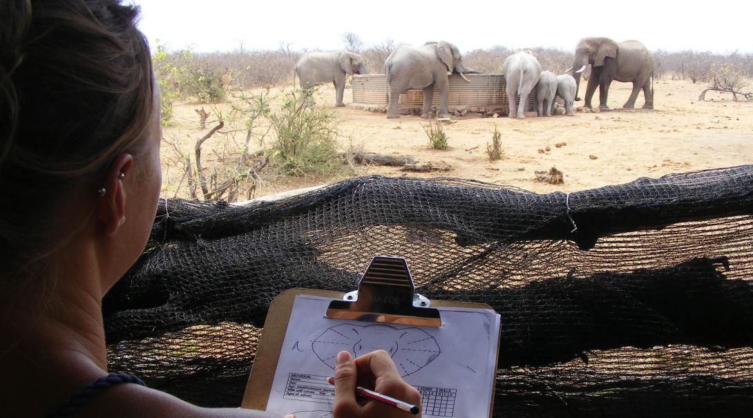 Conservation volunteers taking notes on elephants in South Africa, Africa