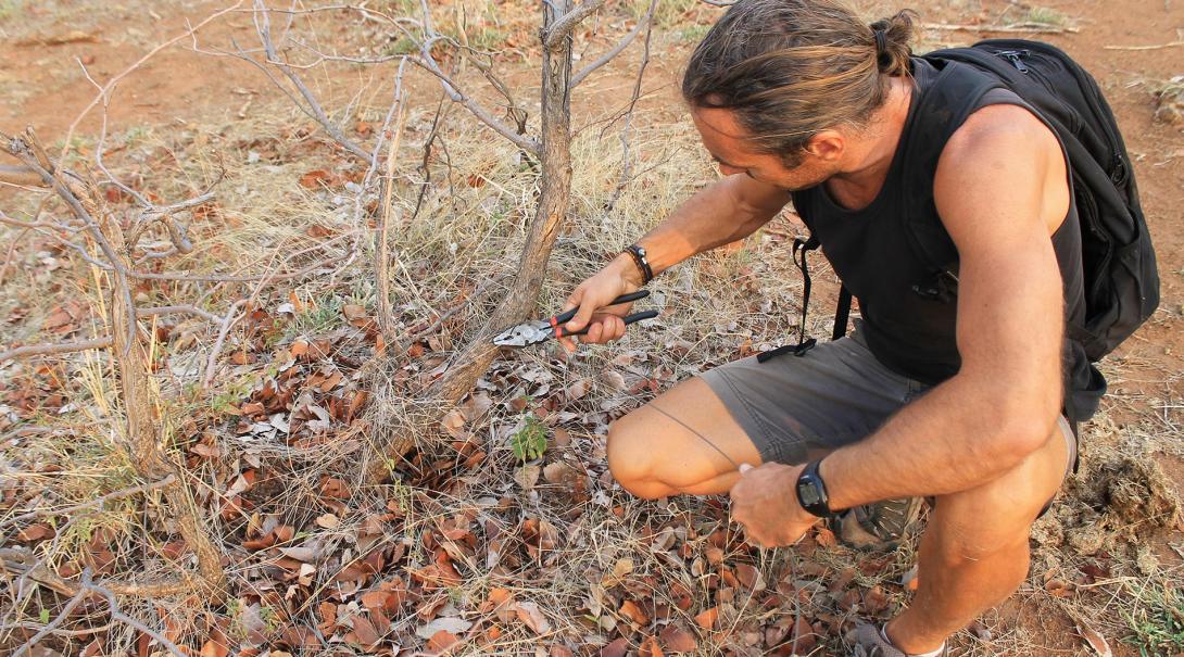Projects Abroad Conservation volunteer cuts off a snare that was set by poachers at the Wild at Tuli reserve in Botswana.