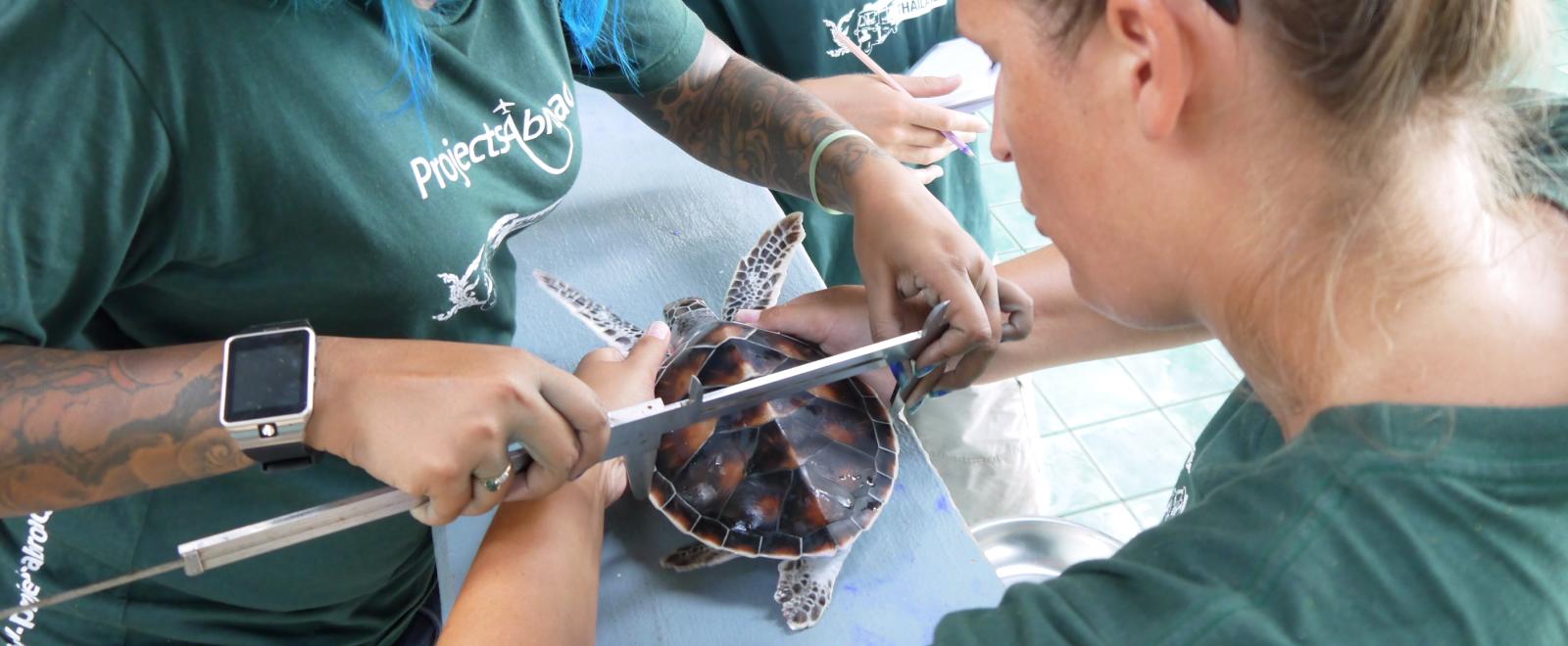 Conservation volunteers measure the size of a sea turtle during their marine project in Thailand
