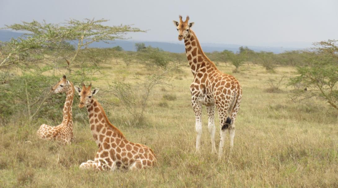 Rothschild giraffes spotted by Conservation interns in the savannah during a wildlife census in Kenya.