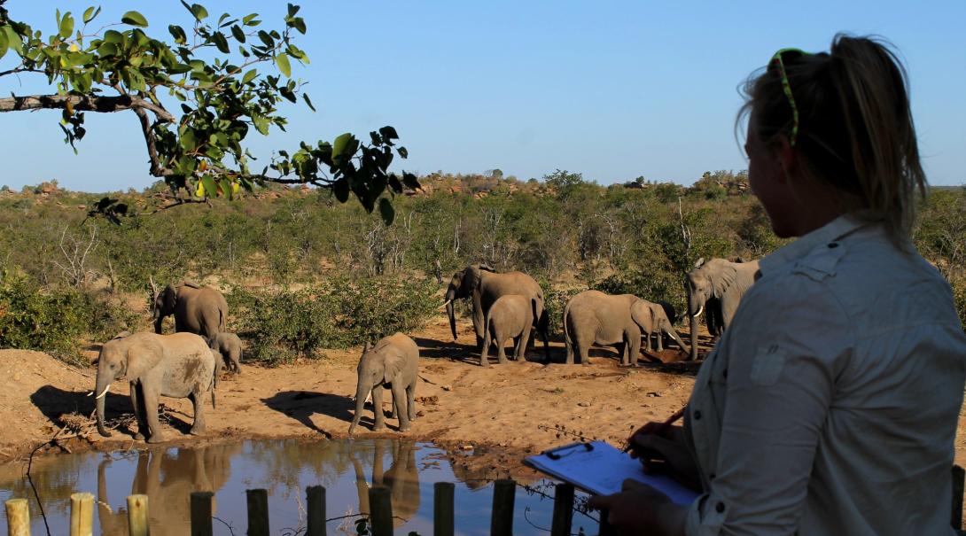 Conservation intern monitors a herd of elephants as they roam around a watering hole in Botswana.