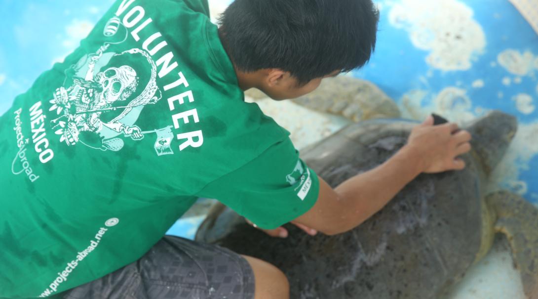 Conservation intern cleans the shell of a sea turtle in Mexico as part of his marine research project.