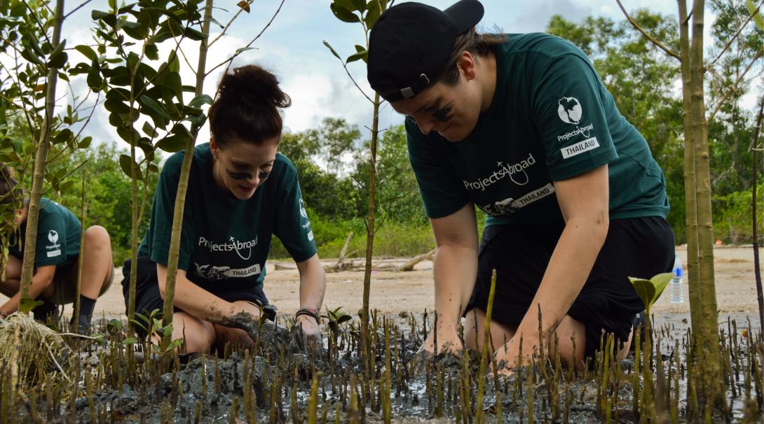 Conservation interns plant mangrove propagules during their project in Thailand.