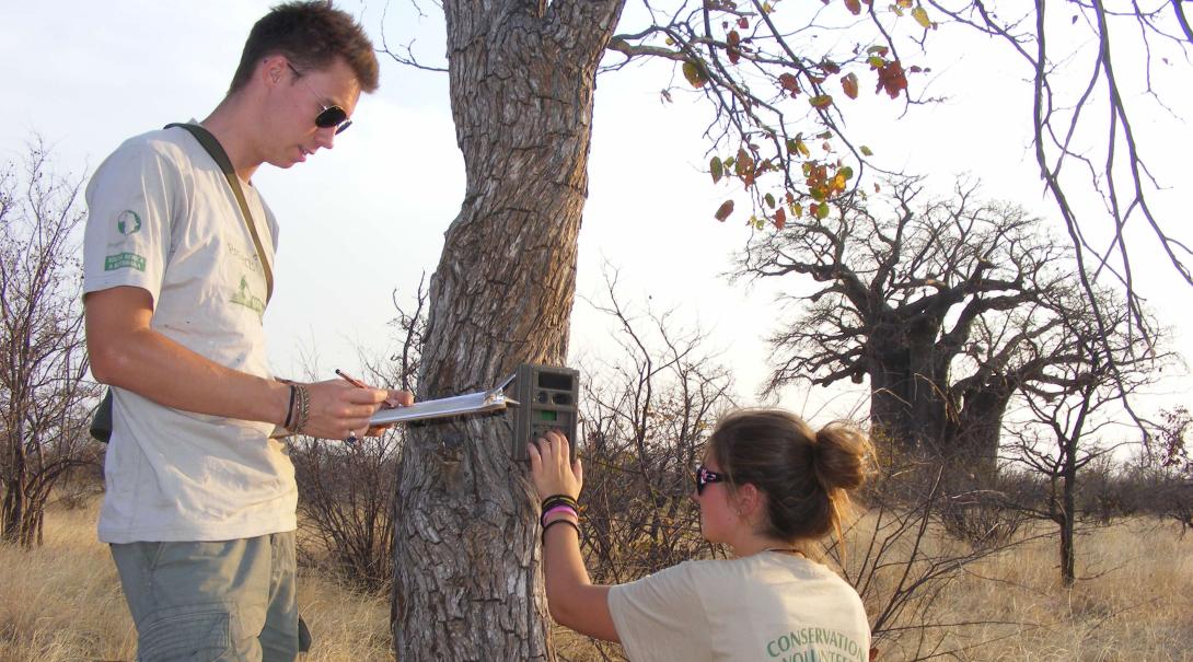 Volunteers in Botswana help setting up camera traps.