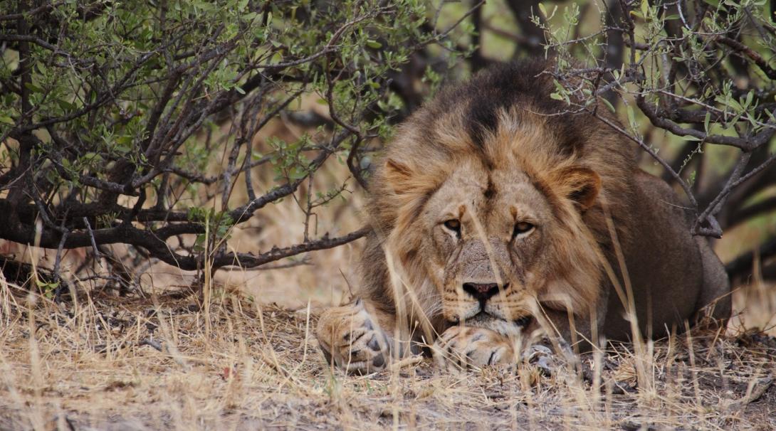 Volunteer with animals in Botswana, including lions