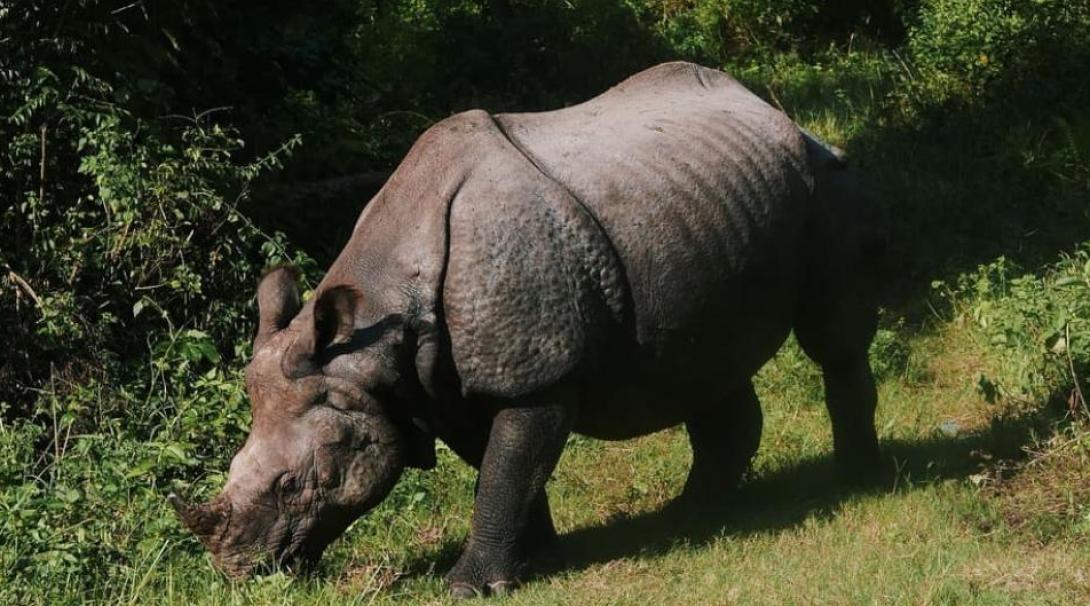 A rhino on a Conservation Internship in Nepal