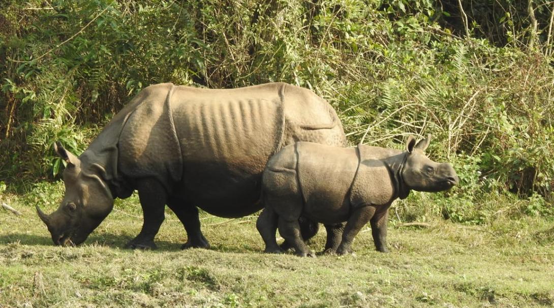 Rhinos in Nepal
