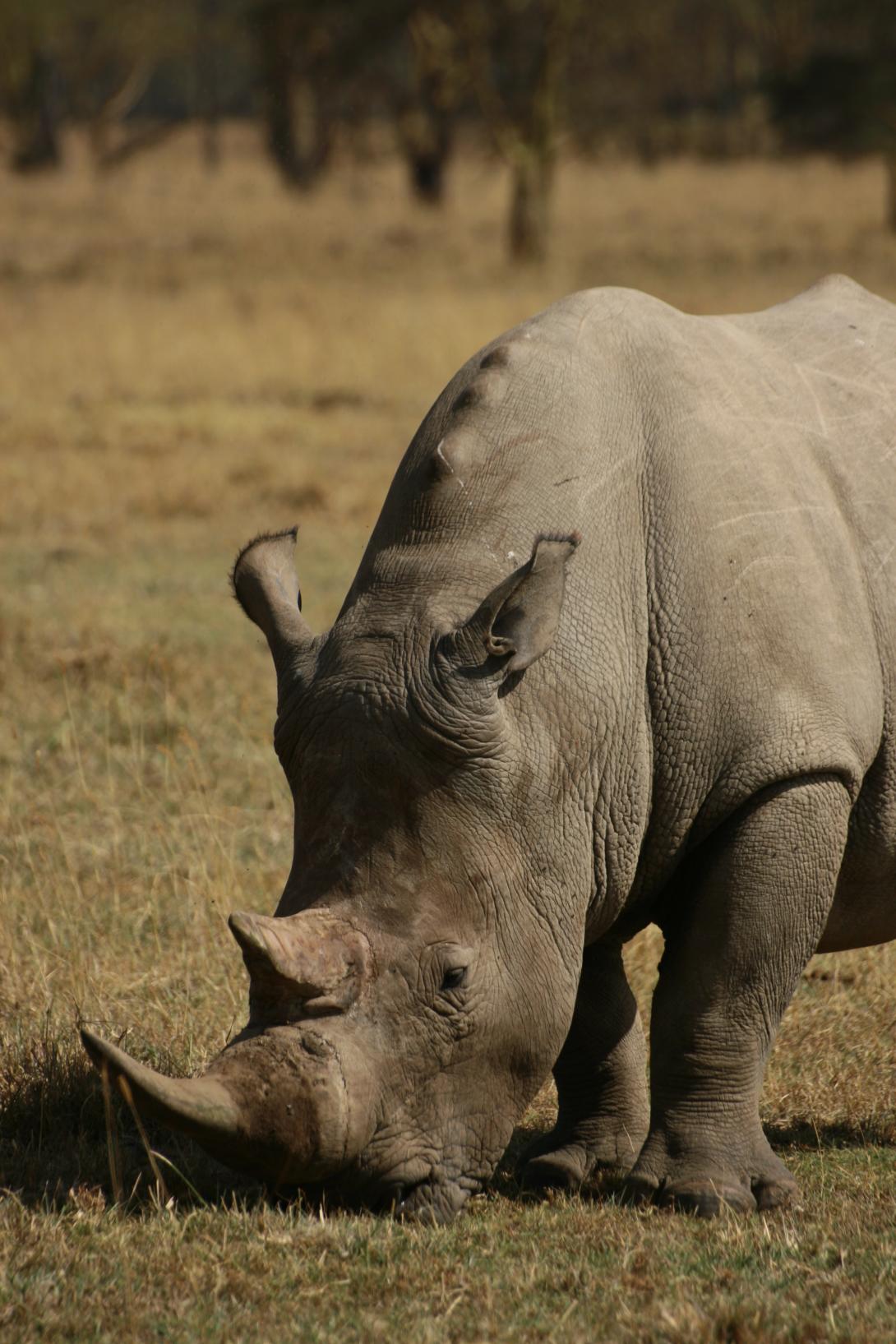 Wildlife volunteers can work with rhinos