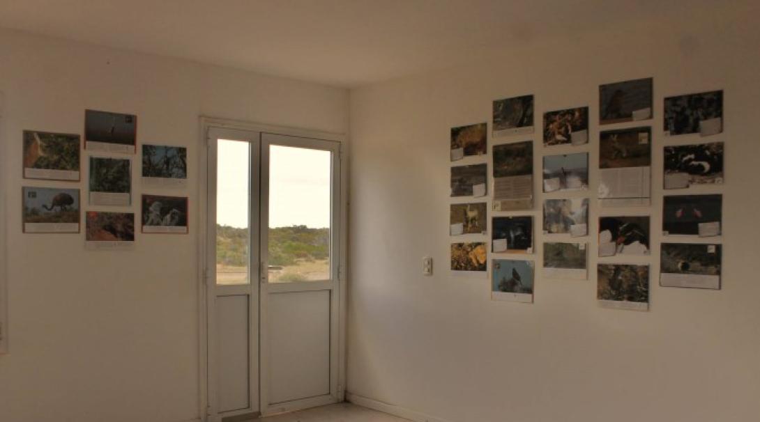 A room with pictures of wildlife