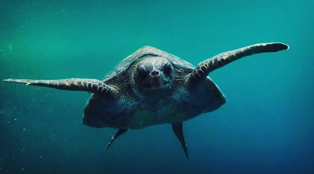 Sea turtle marine conservation
