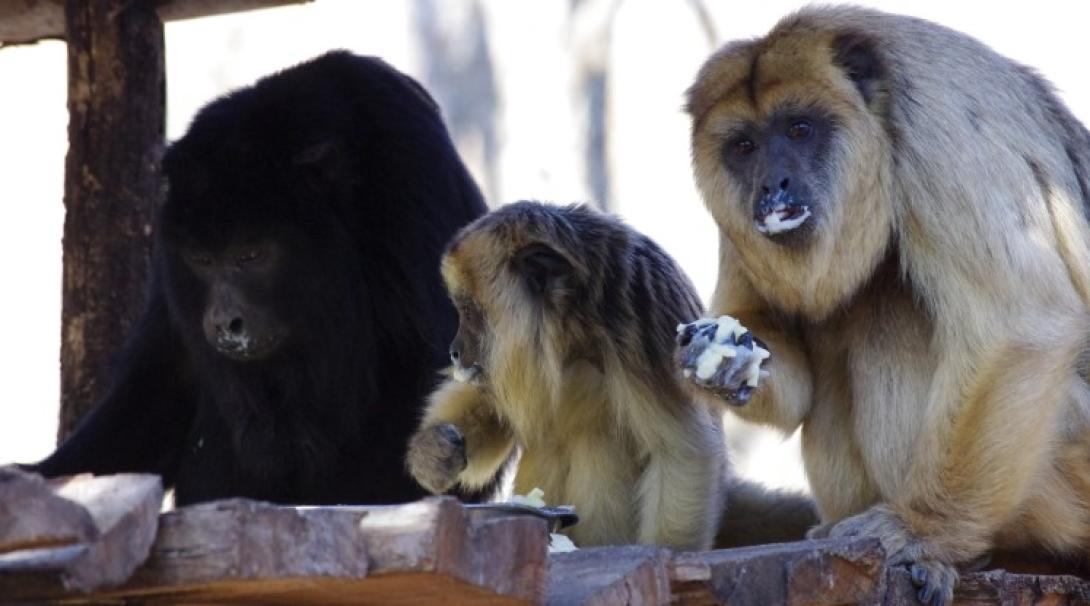 Primates eating together