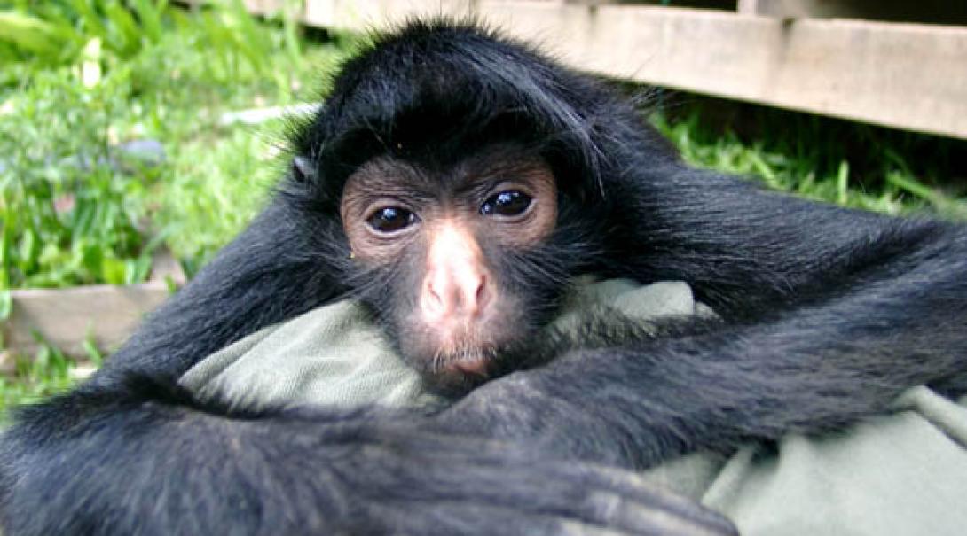 A baby spider monkey at the reserve
