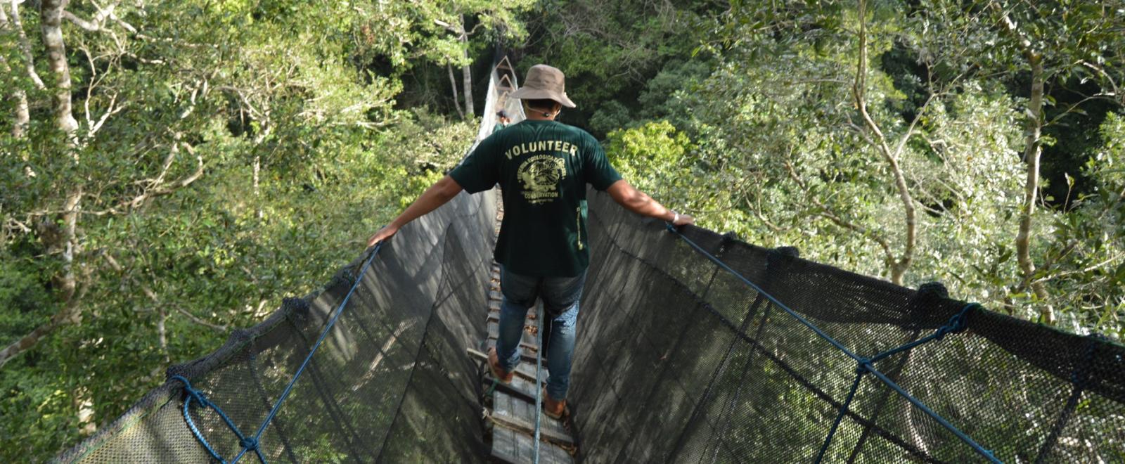 Volunteers on the canopy walkway in the forest