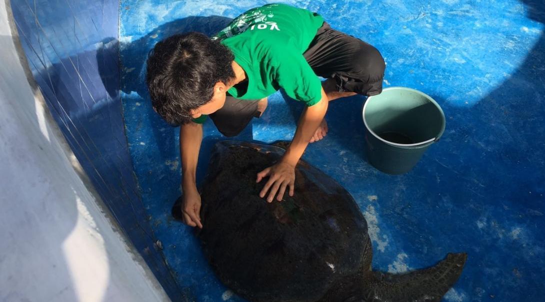 A volunteer cleans a sea turtle in Mexsico on a project for teenagers 