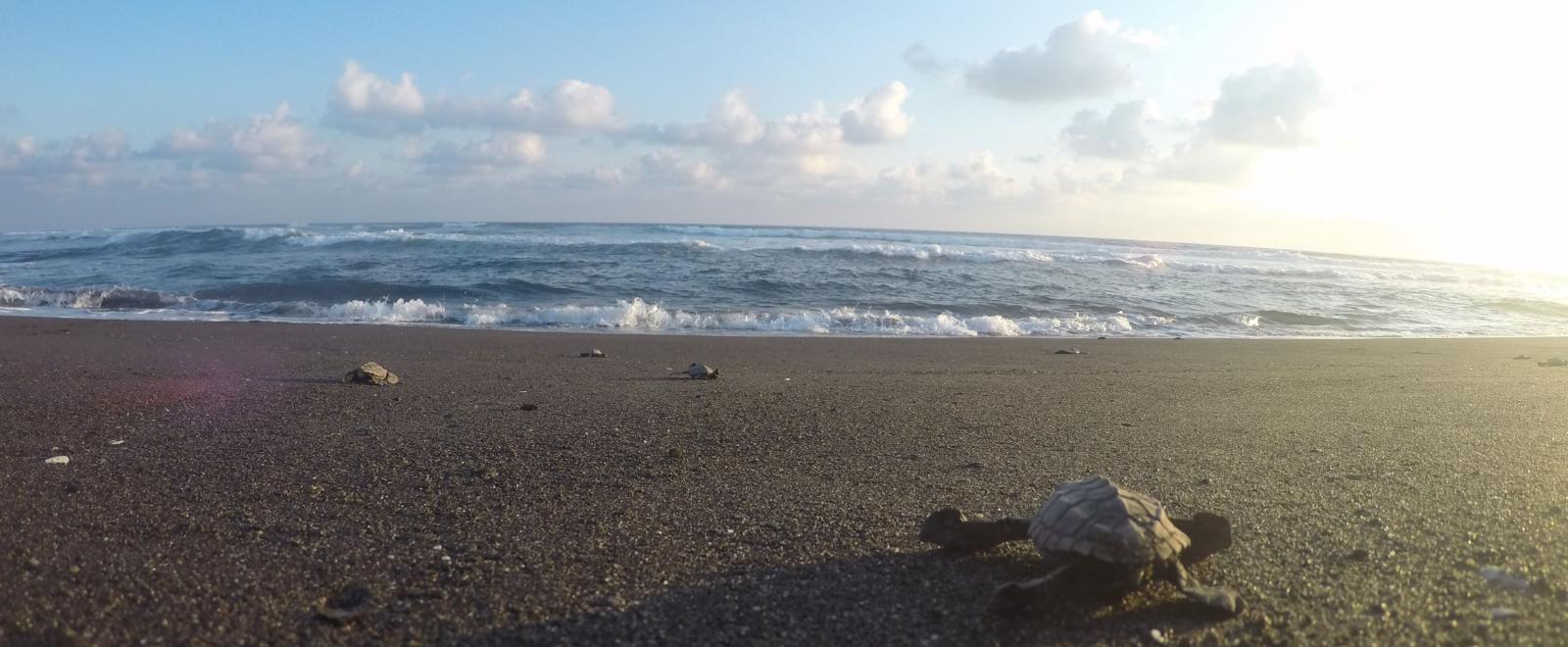 A newly hatched turtle crawls across the sand to reach the ocean in Mexico. 