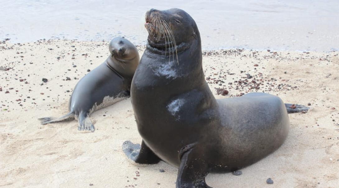Two sea lions in the Galapagos
