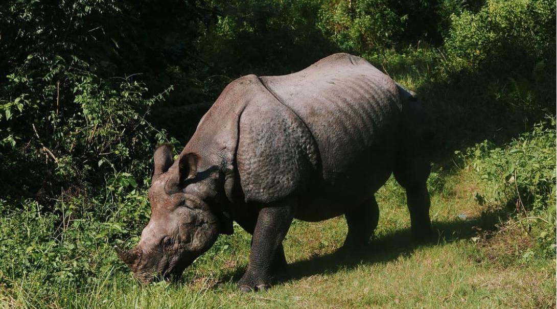A one-horned rhino in the forest of Nepal