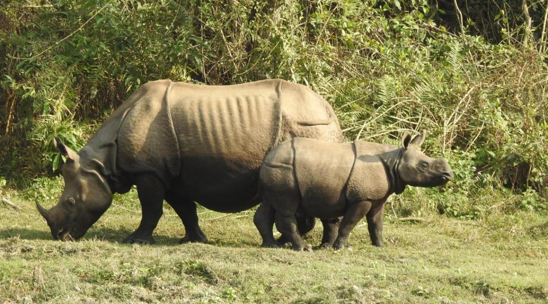 Two rhinos in Nepal