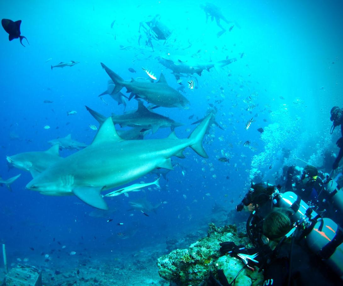 Marine Conservation volunteers observe sharks during a feed underwater in Fiji. 