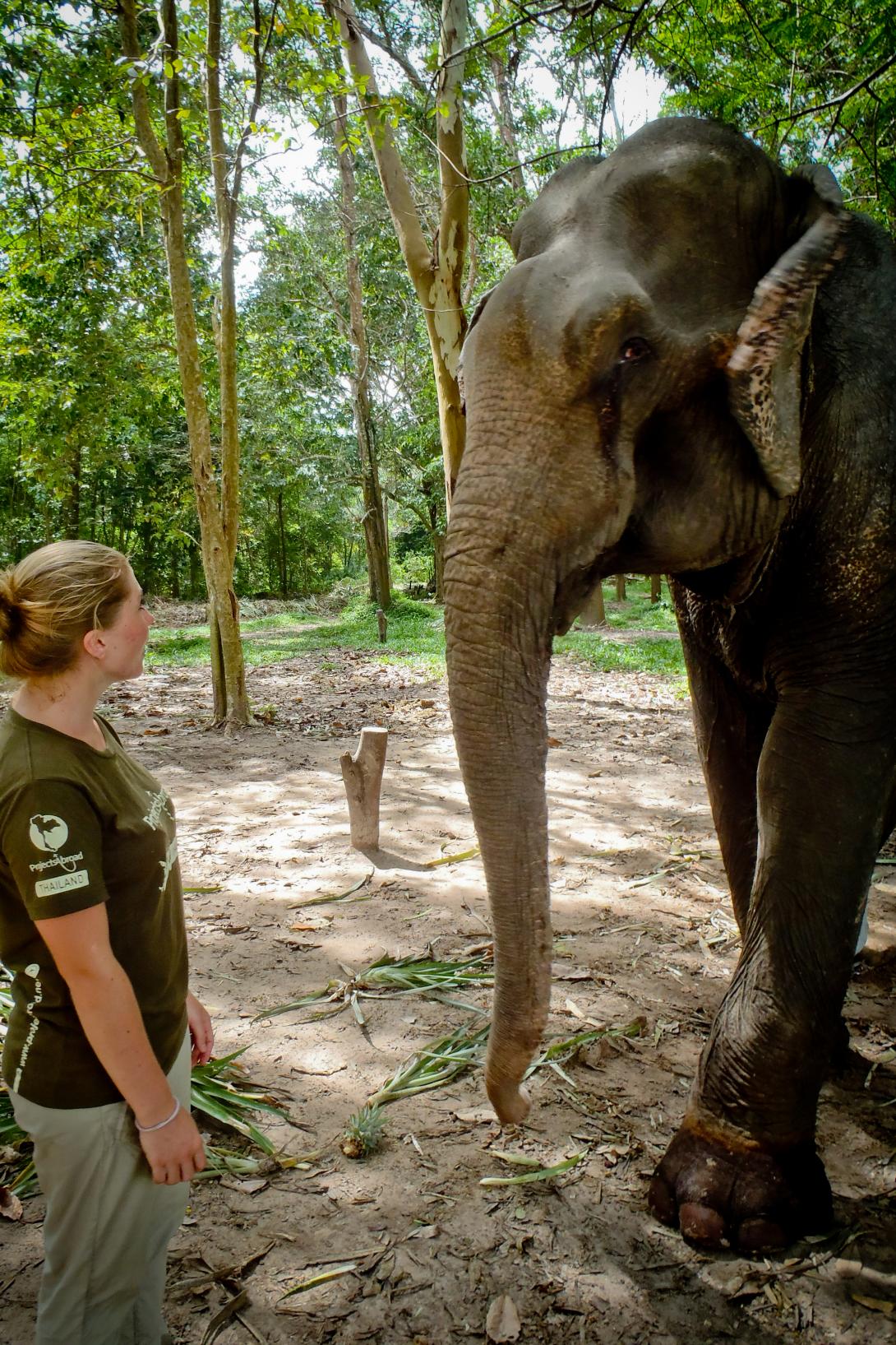 Wildlife volunteer with elephant on project