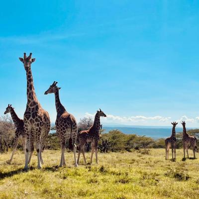 Giraffes on a conservation programme for wildlife volunteers
