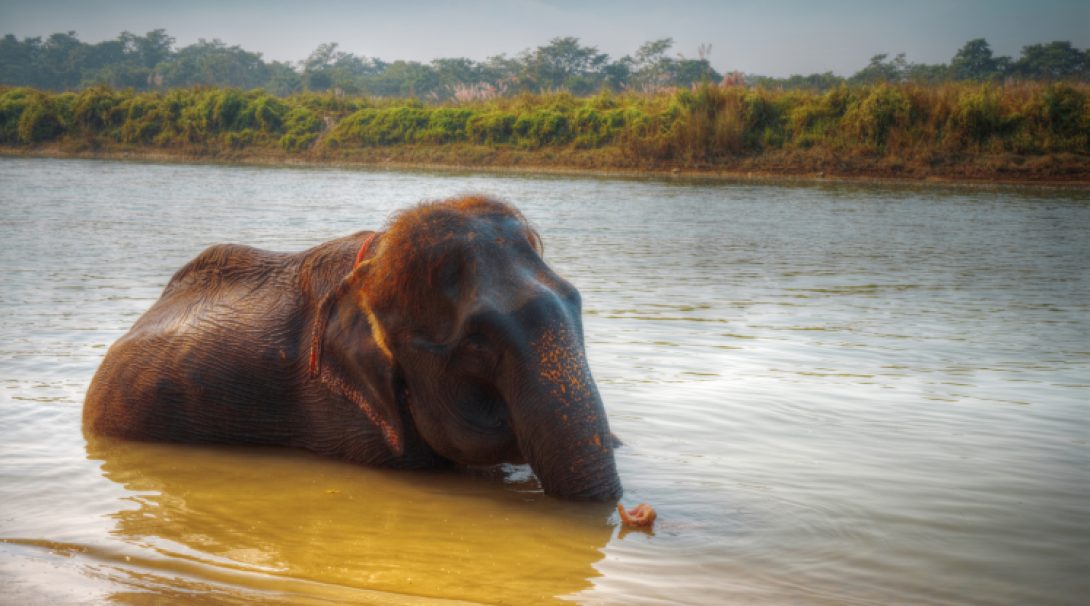 An elephant in Chitwan National Park