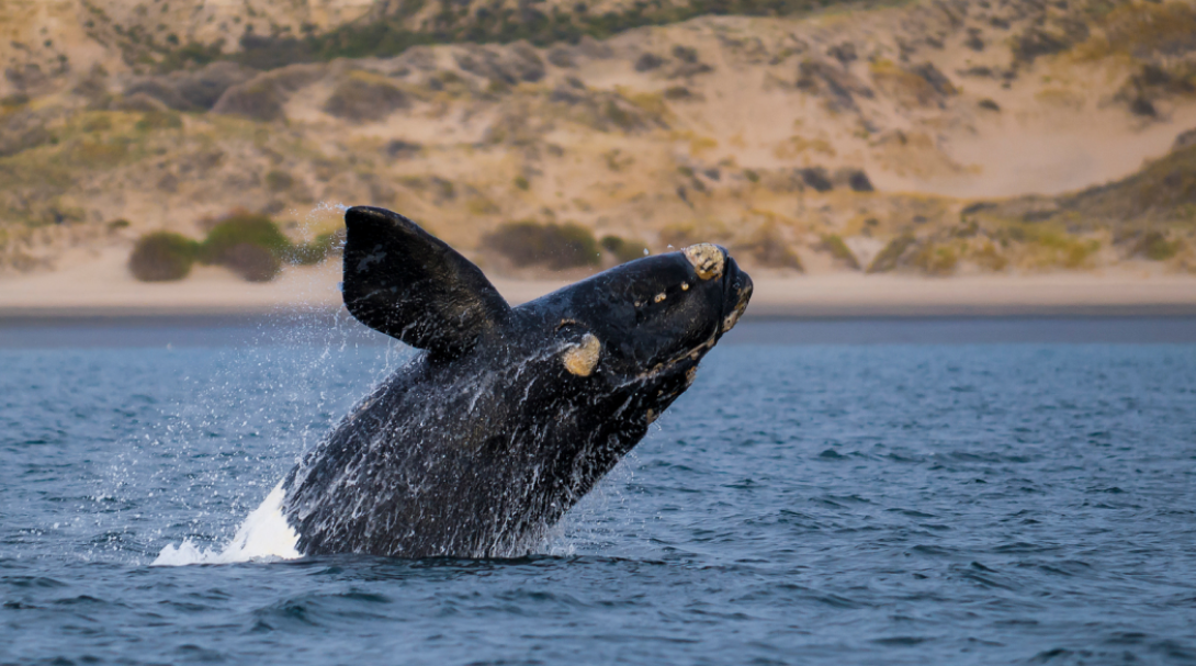 A Southern Right Whale in Patagonia